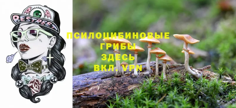 Псилоцибиновые грибы Psilocybe Пугачёв